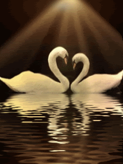 swans Pictures, Images and Photos
