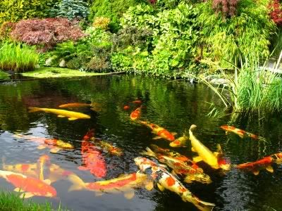Koi Fish Pond Between Trees koi fish pond Koi Fish Pond Between Trees