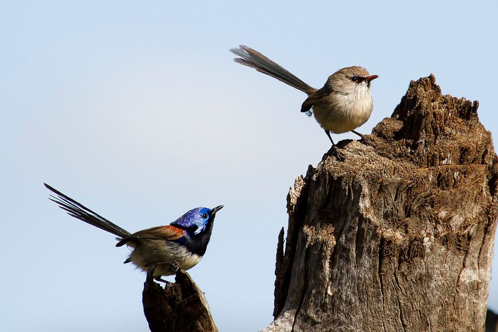 IMAGE: http://i718.photobucket.com/albums/ww184/Riverlander/Fairy-wrenVariegatedPair.jpg