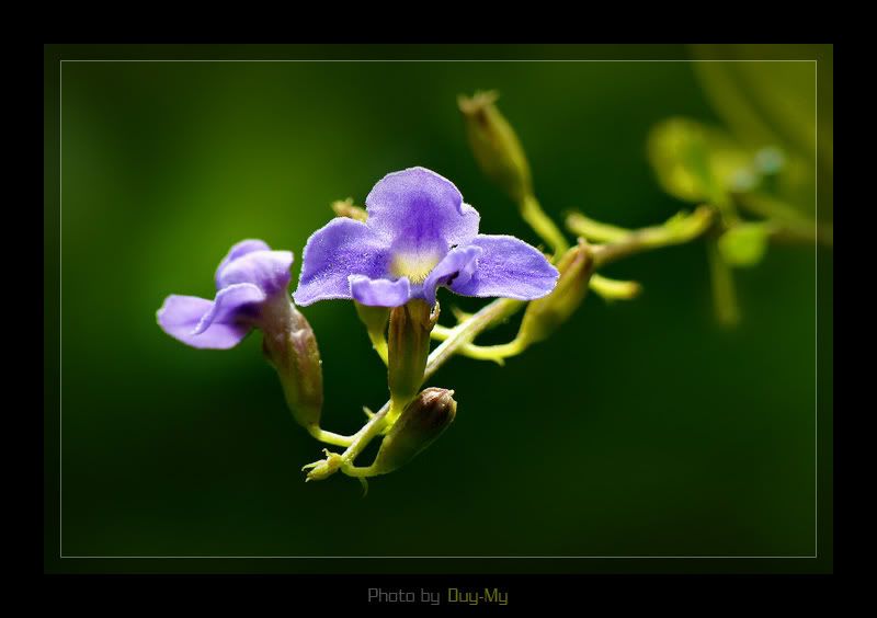 Hoa & Bướm - Ong ...