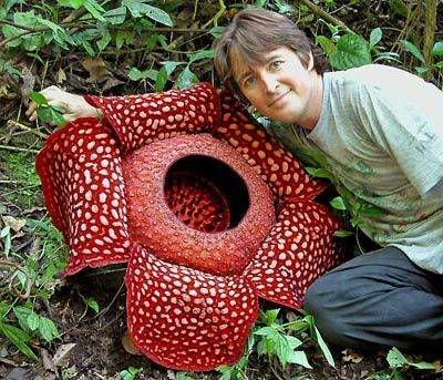 Rafflesia arnoldii