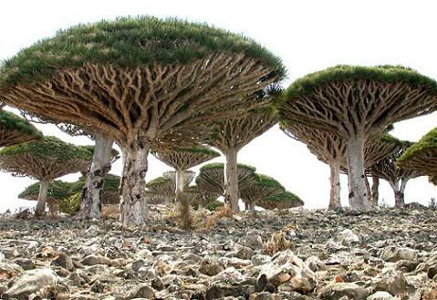 Socotra