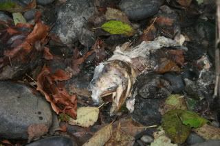 Dead Salmon Head on the creek bank
