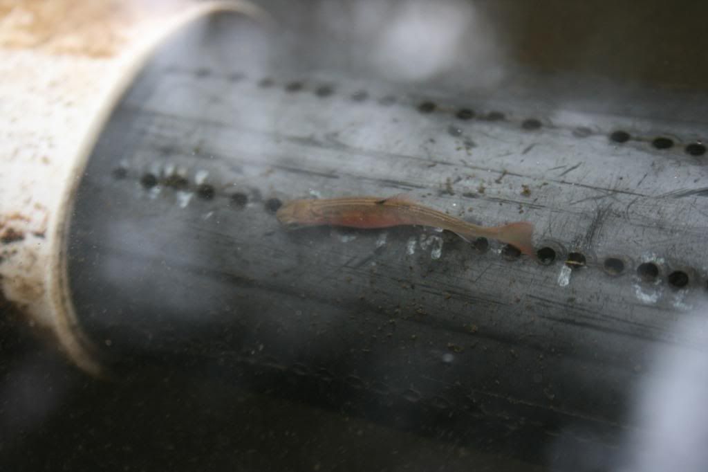 A coho salmon fry looking very delicate.