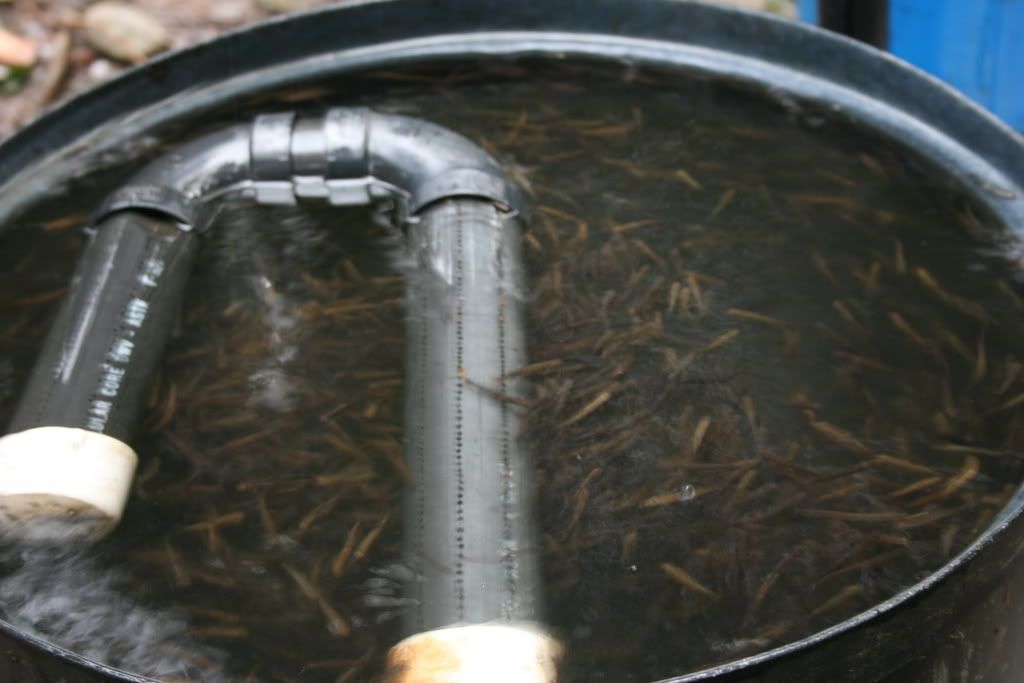 Coho fry about to be released.