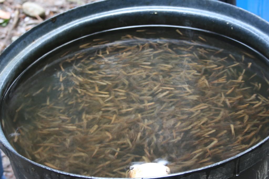 Coho fry in the incubator