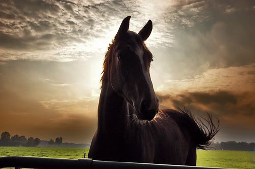 horse photo: Black horse horse.jpg