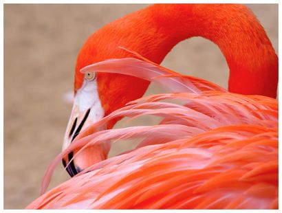  photo Flamingo.jpg