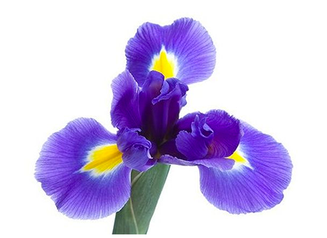 photo Iris Flower.png