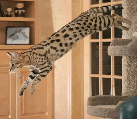 The Savannah Cat is created by breeding an African Wild Cat called a Serval