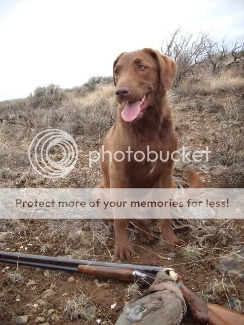 chesapeake bay retriever upland hunting
