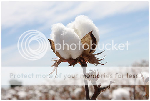  photo Cotton.png