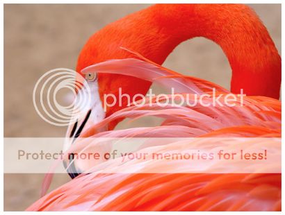  photo Flamingo.jpg