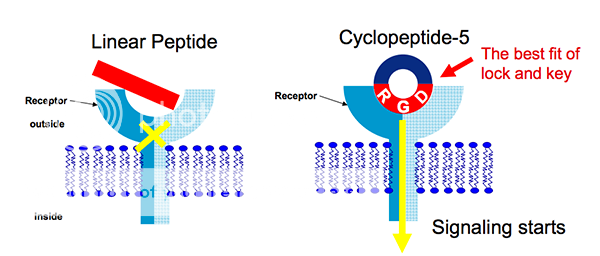  photo Cyclopeptide5.png